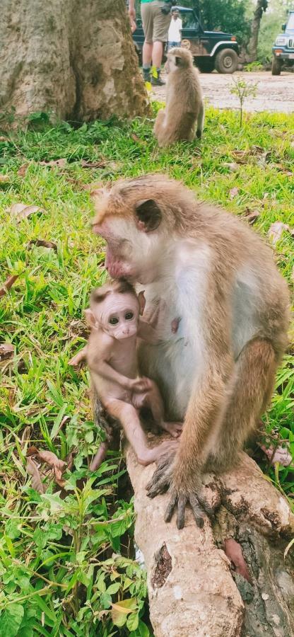 Gallene Gala Nature Resort Kitulgala Dış mekan fotoğraf